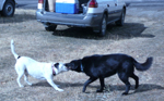 The dogs had a good time too...
